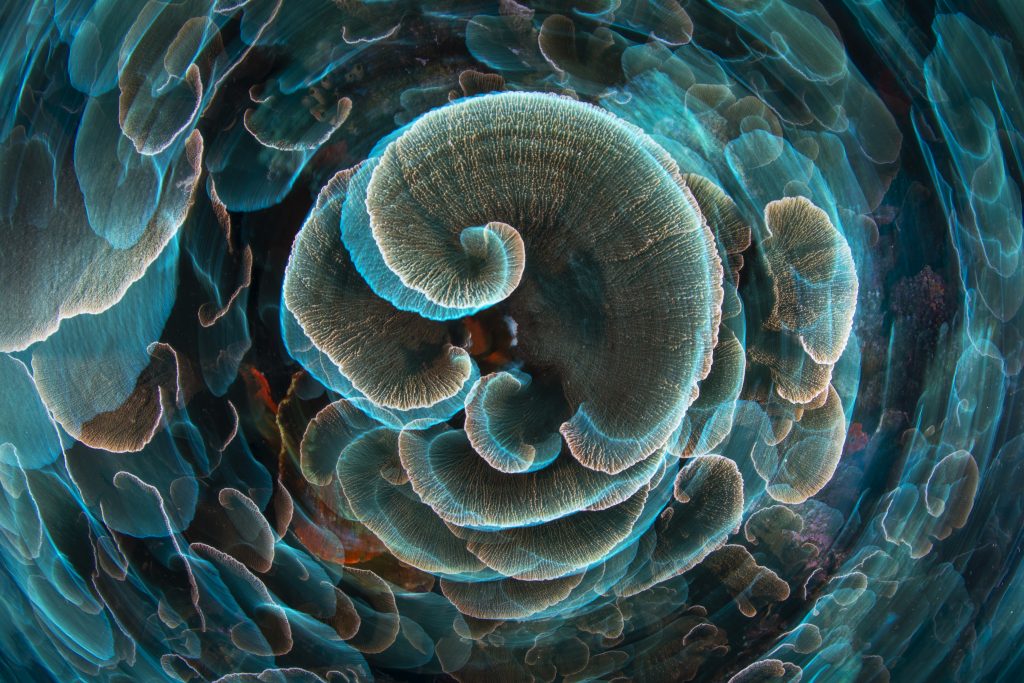 A salad coral photographed during spinning.  Photo: Gabriel Barathieu.