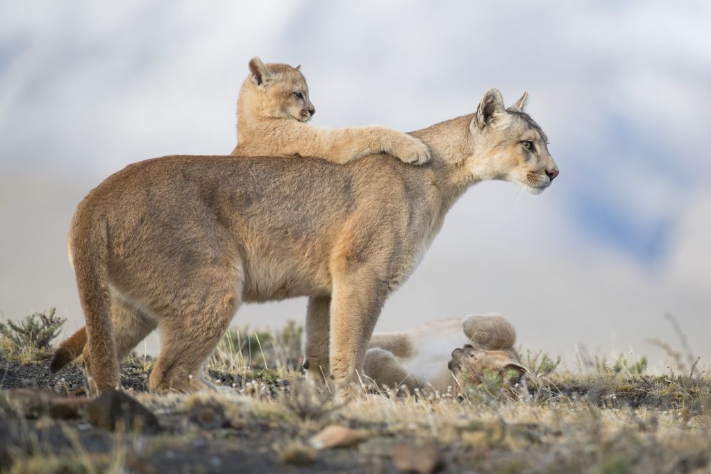 A female puma and her babies caught at the scene in Patagonia (Chile).  Photo: Amit Eshel.