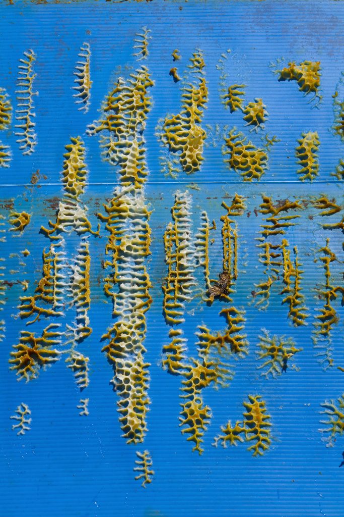 De fascinantes alvéoles créées par les abeilles. Photo : Charlotte Abramow.