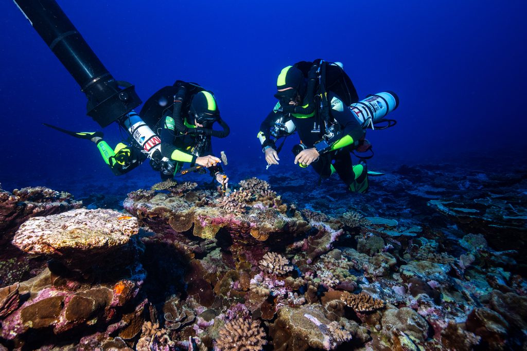 L'expédition Deep Hope (Under The Pole III) en Polynésie française a été l'occasion de faire des découvertes majeures sur les coraux mésophotique (coraux profonds). Photo : Franck Gazzola.
