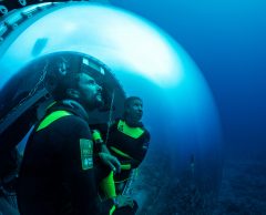 Under The Pole : à la découverte des forêts animales sous-marines