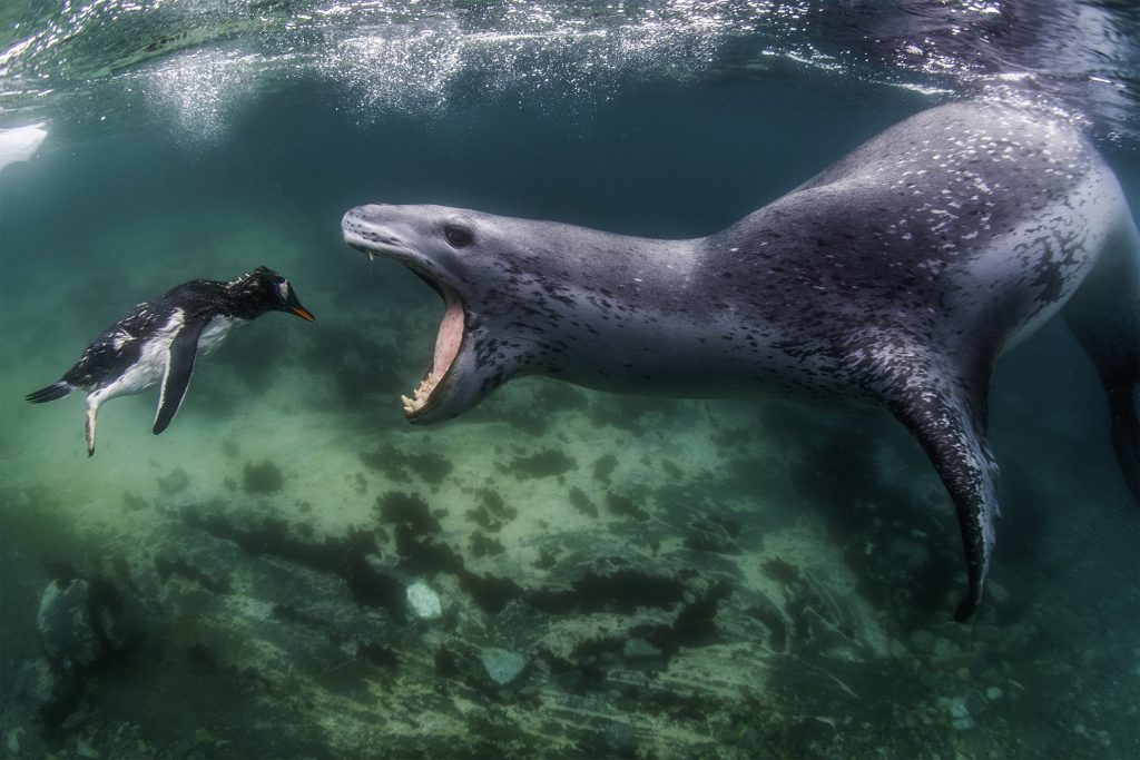 A leopard seal is hunting a Gentoo penguin in Antarctica.  Photo: Amos Nachoum.