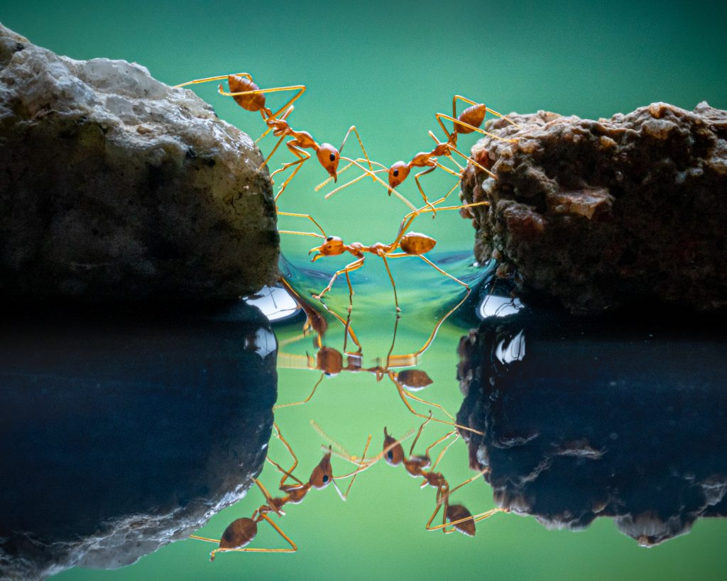 Red ants in Indonesia.  Photo: Chin Leong Teo.