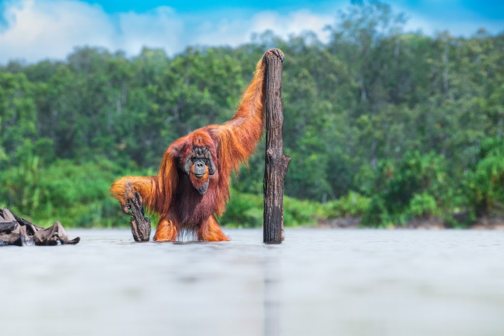 An orangutan, the largest woody mammal, on Borneo.  Photo: Thomas Vijayan.