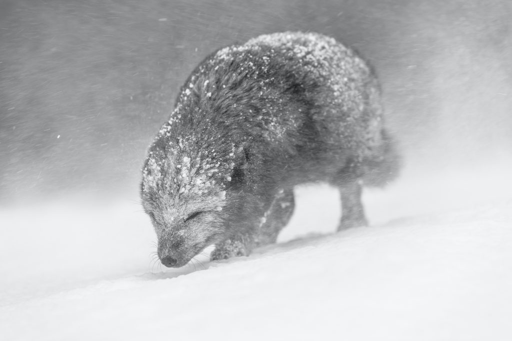 Un rare renard arctique à la fourrure bleue photographiée en Islande en plein hiver. Photo : Vince Burton.