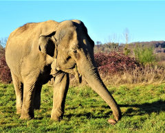Elephant Haven : en limousin, la retraite bien méritée des éléphants en captivité