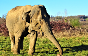 Elephant Haven : en limousin, la retraite bien méritée des éléphants en captivité