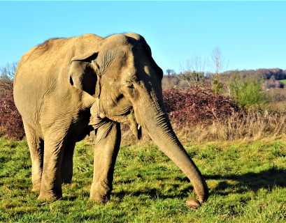 Gandhi, l'éléphante de 54 ans, passe sa paisible retraite dans le Limousin.