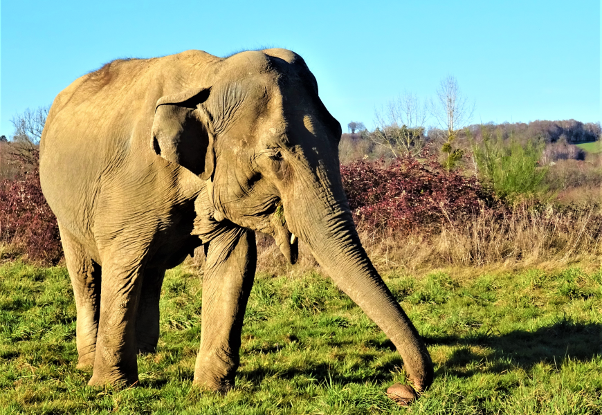 Gandhi, l'éléphante de 54 ans, passe sa paisible retraite dans le Limousin.