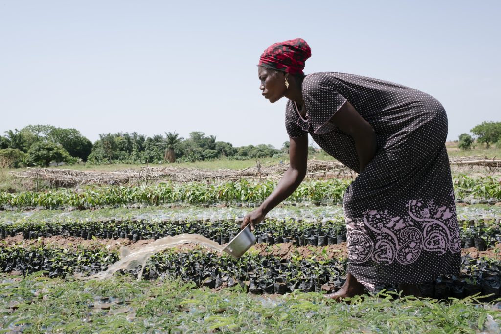 Ecosia in Ghana