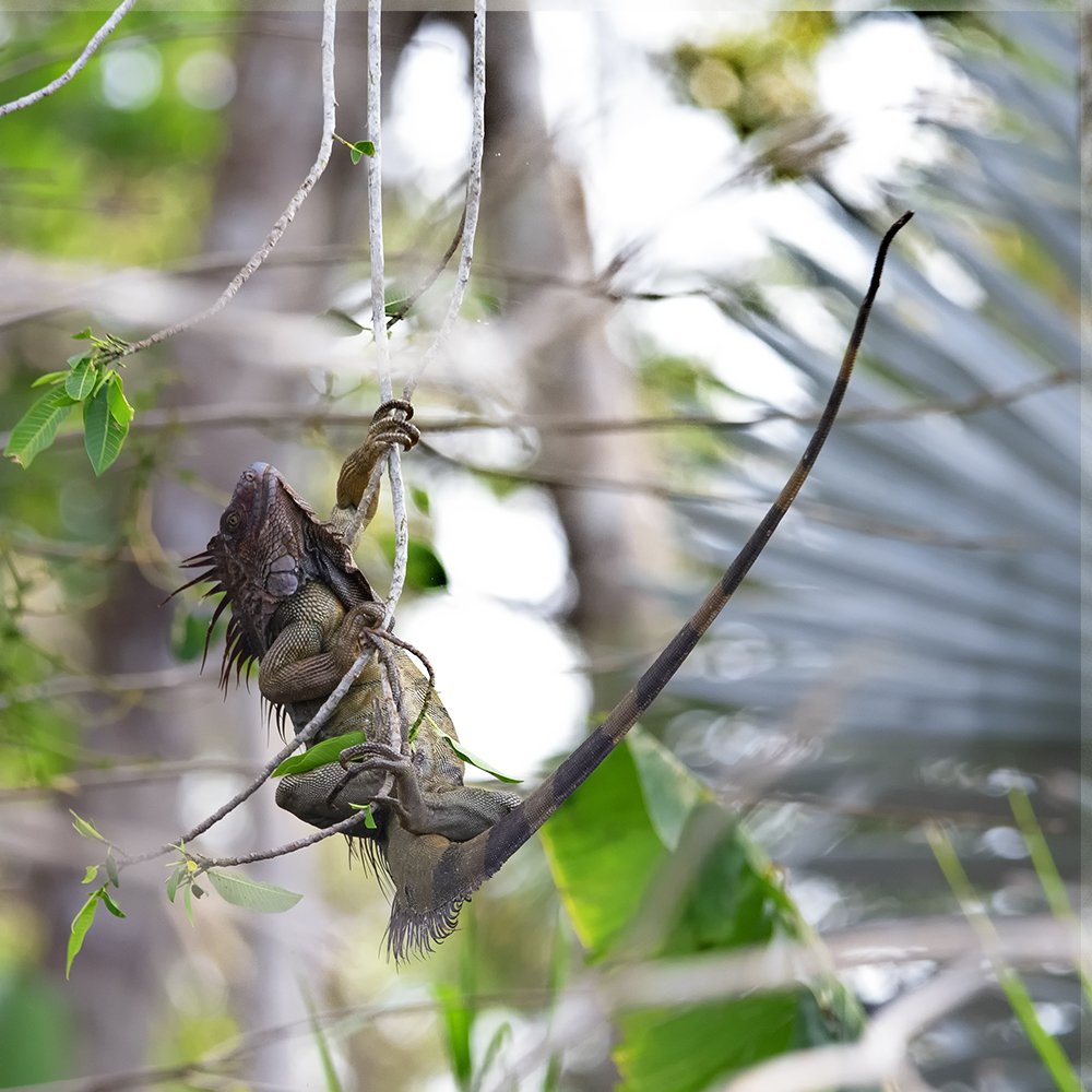 A green iguana climbs on vines.  Photo: Patrick Nowotny.