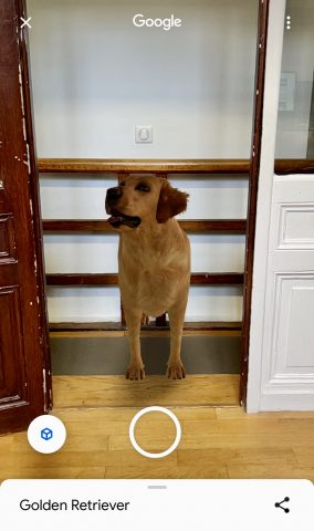Un chien affiché en réalité augmentée dans nos bureaux.
