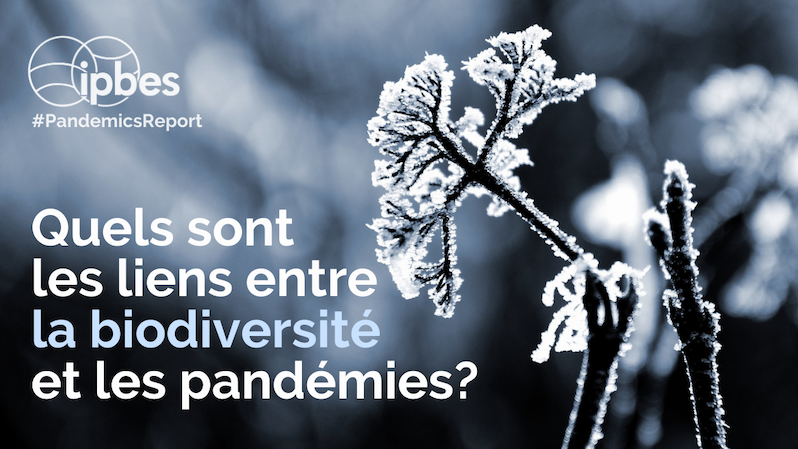 PrÃ©venir les pandÃ©mies coÃ»terait 100 fois moins cher que de les subir