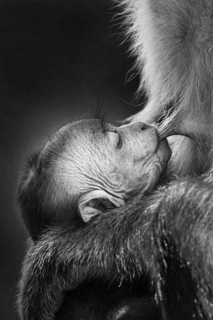 Un jeune macaque toque nourri par sa mère. Photo : Avanka Fernando.