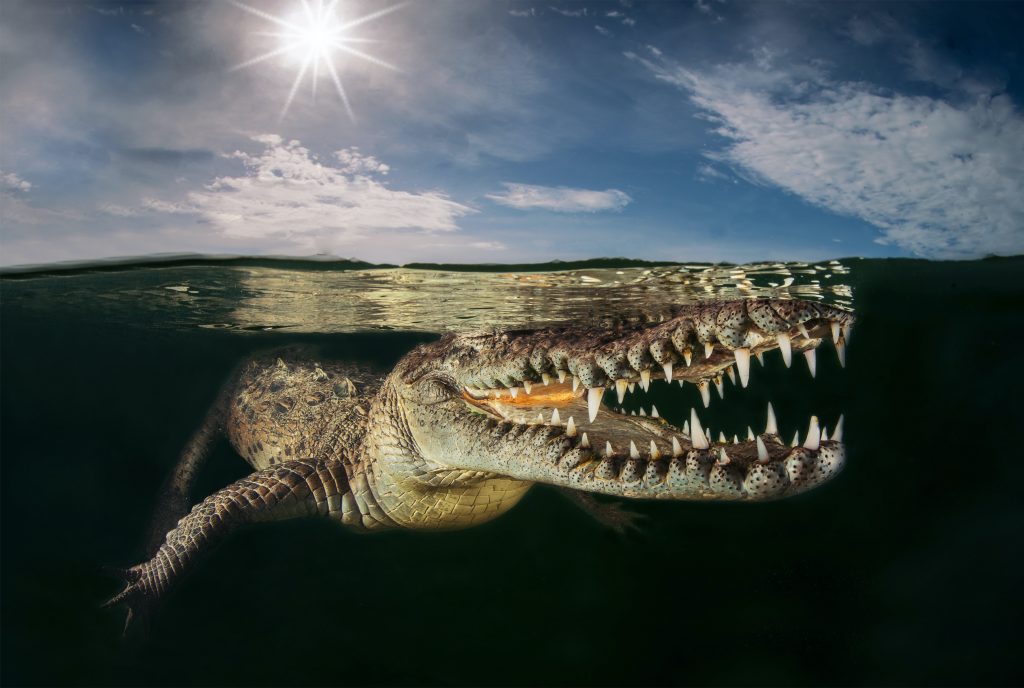 An American crocodile in the water of 