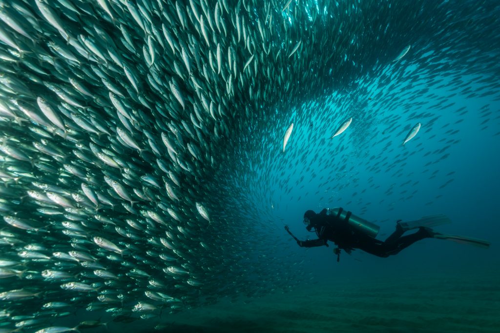 A diver faces a mackerel school in Cabo San Lucas, Baja California Sur, Mexico.  Photo: Mike Eyett.