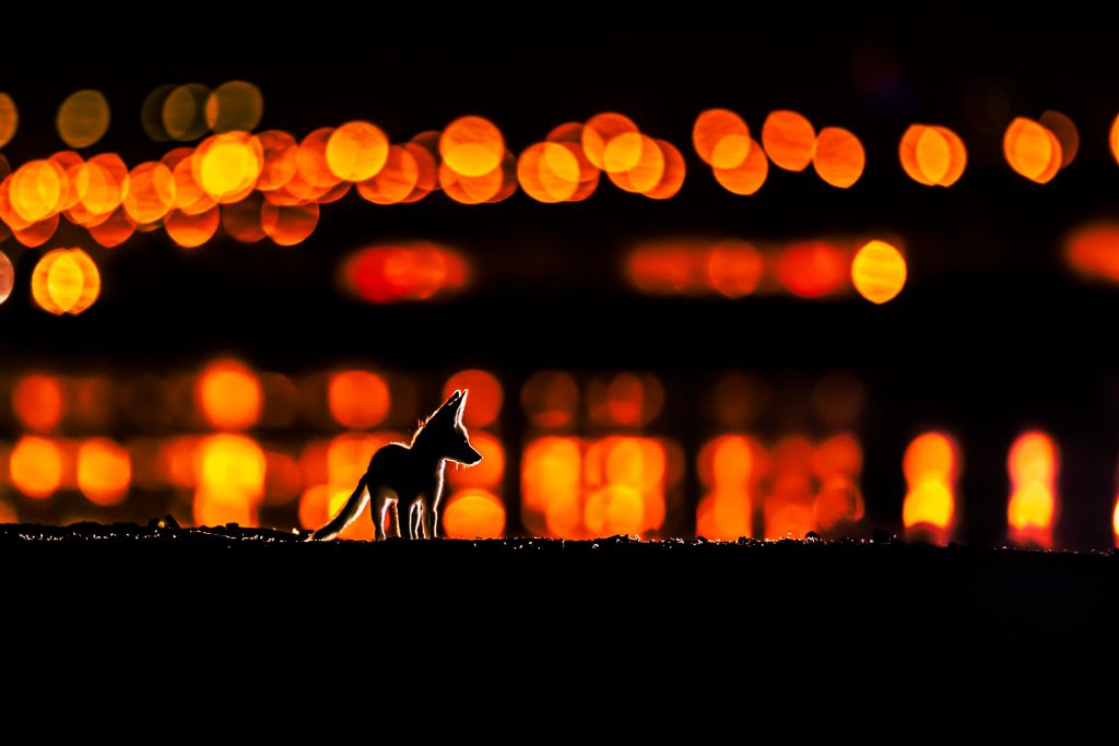 Un renard roux d'Arabie photographié dans les lumières de la nuit de Koweit City. Photo : Mohammad Murad.
