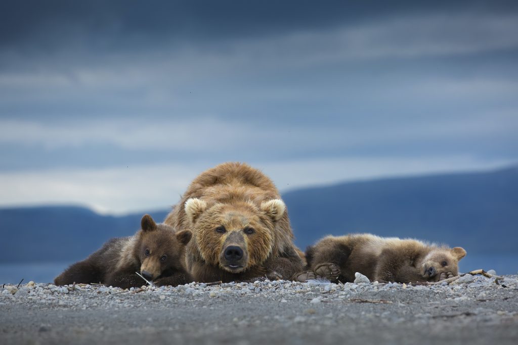 A brown bear mother and her cubs in a nature reserve in southern Kamchatka, Russia.  Photo: Neelutpaul Barua.