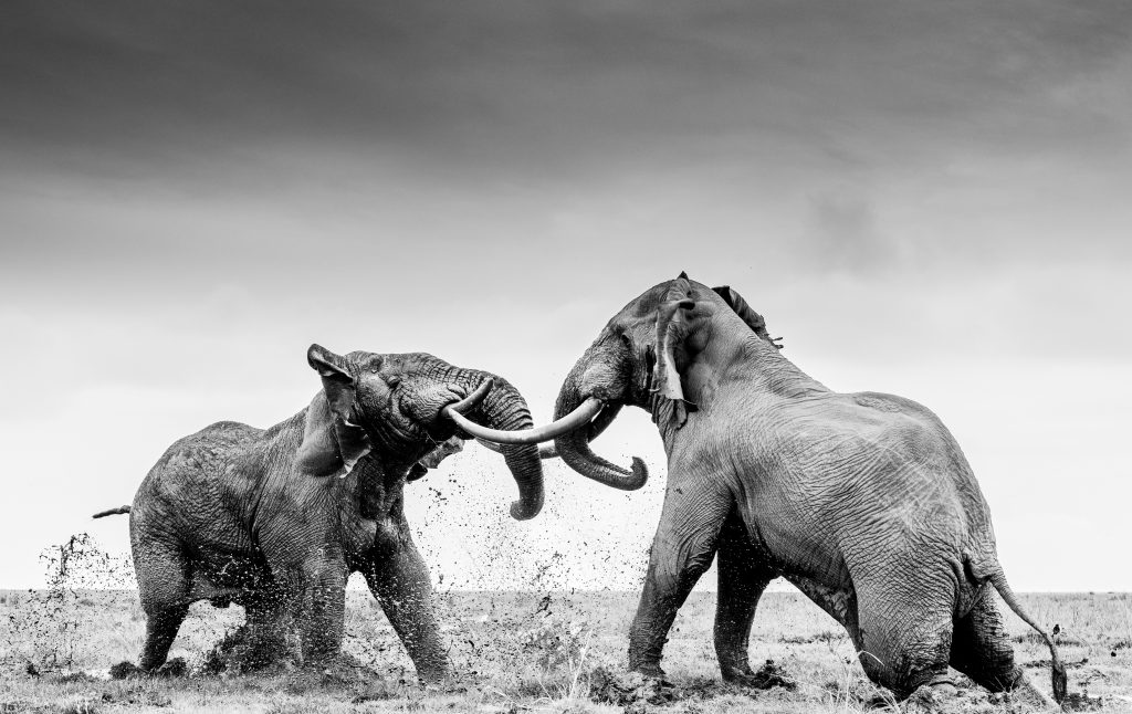 Deux éléphants mâles s'affrontant dans le parc national Amboseli au Kenya. Photo : William Fortescue.