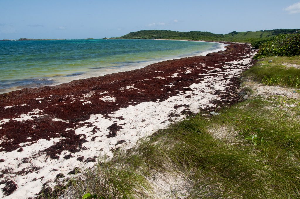 Les algues sargasse envahissent une plage de l'île de Saint-Martin dans les Caraïbes. Photo : Mark Yokoyama / Flickr