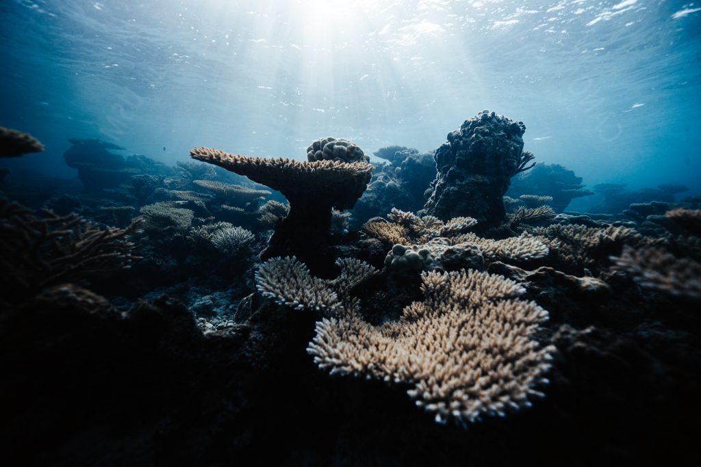 Face au réchauffement climatique, les récifs coralliens sont particulièrement en danger. Photo : Ryan Borne for Coral Gardeners.