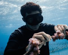“Si nous ne faisons rien, 90 % des récifs coralliens seront condamnés à l’horizon 2050”