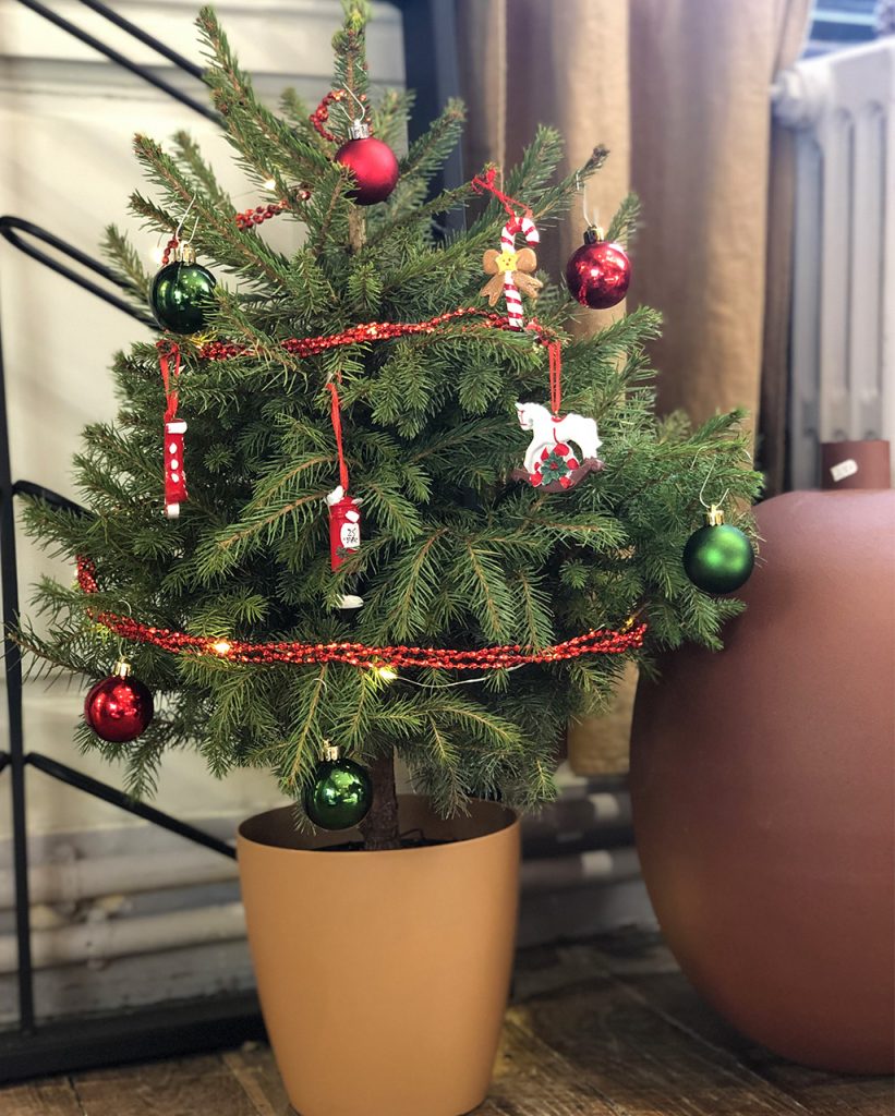 sapin de Noël en pot