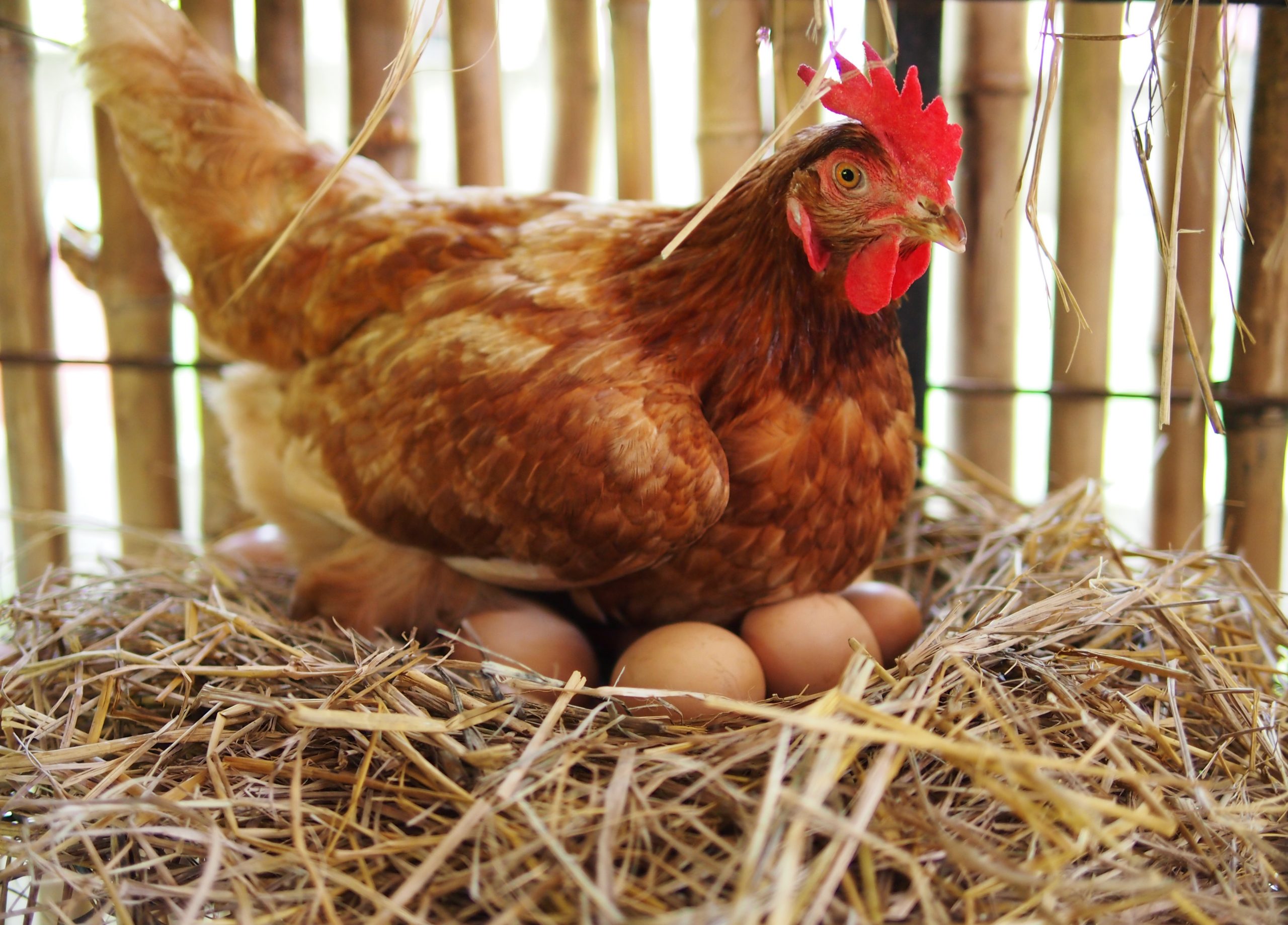 Pour lancer votre élevage de poules à la maison, suivez le guide - WE DEMAIN