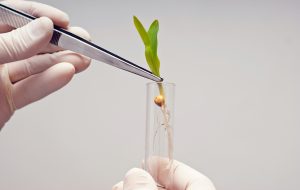 Nouveaux OGM : la France reste soumise à l’agrosemence