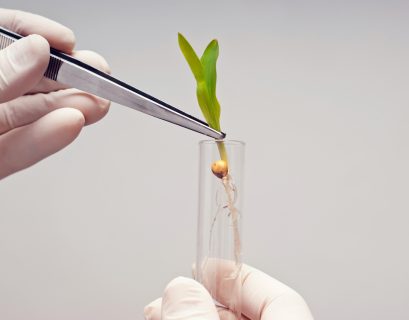 Nouveaux OGM