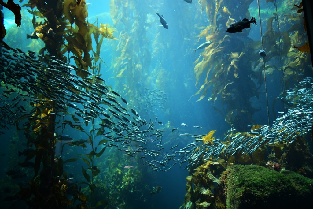 Une forêt sous-marine de kelp. Photo : Shutterstock.