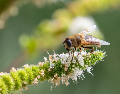 une abeille en train de butiner