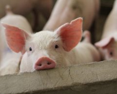 Maltraitance animale : l’élevage intensif est-il majoritaire en France ?