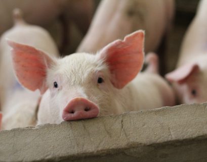 4 fermiers sur 10 s’occupent de moins de 20 cochons. Mais 65 % du cheptel est élevé dans des exploitations de plus de 2 000 animaux.