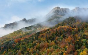 Les forêts de montagne, des espaces clés pour le climat et la biodiversité