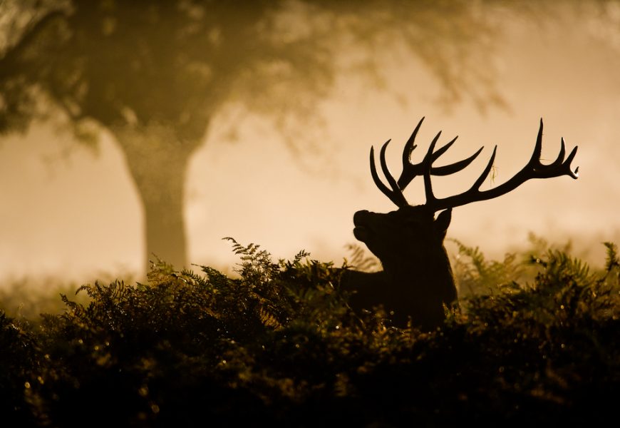La France avait interdit la chasse un jour par semaine en 2000, avant de revenir sur cette décision.