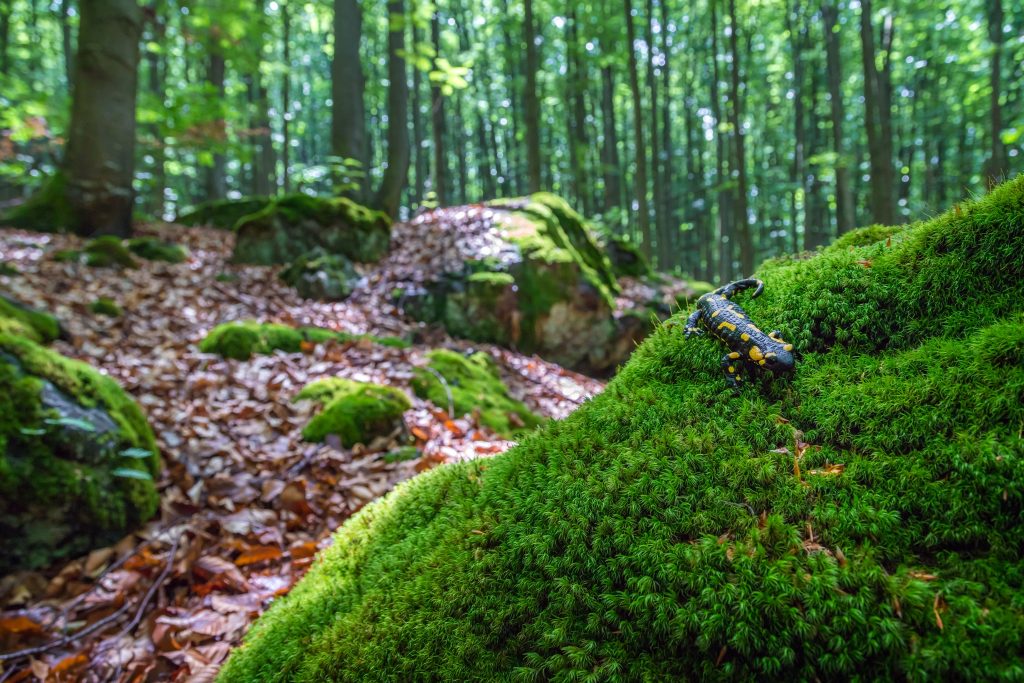Une salamandre au milieu d'une forêt primaire des Carpates. Photo : Shutterstock.