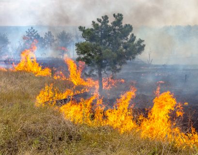 Un feu de forêt en Ukraine