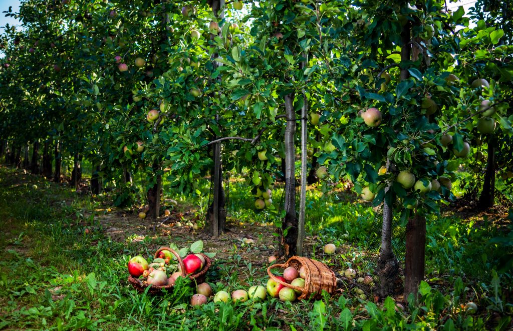 Un verger de pommes en France. Photo : Alexander Sorokopud / Shutterstock.