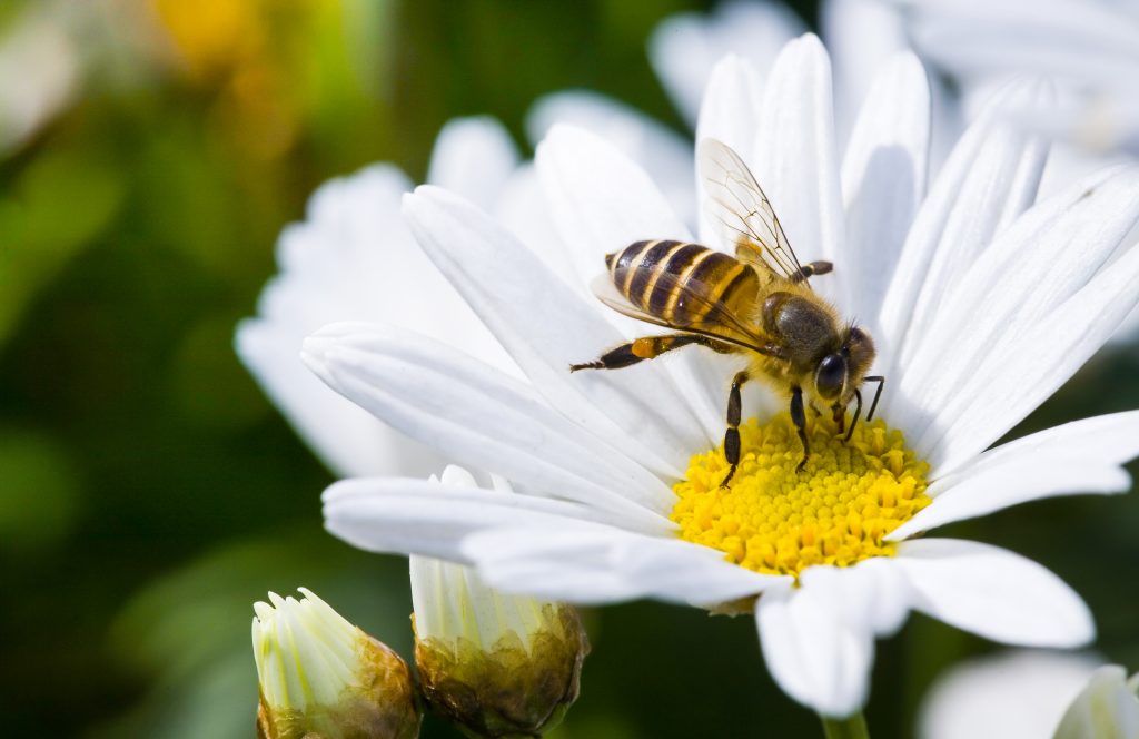 Les abeilles sauvages seront sous haute surveillance pour les cinq prochaines années. Photo : Shutterstock.