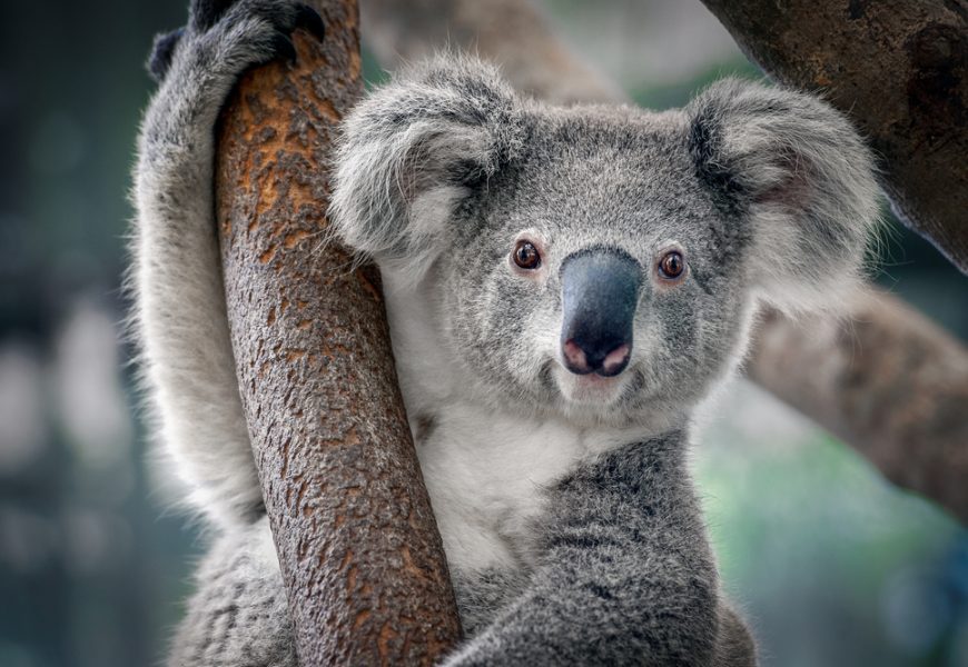 Objectif de la COP15 : freiner l'extinction des espèces, comme le koala.