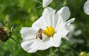 BeeOdiversity : des abeilles et de l’intelligence artificielle contre les pesticides